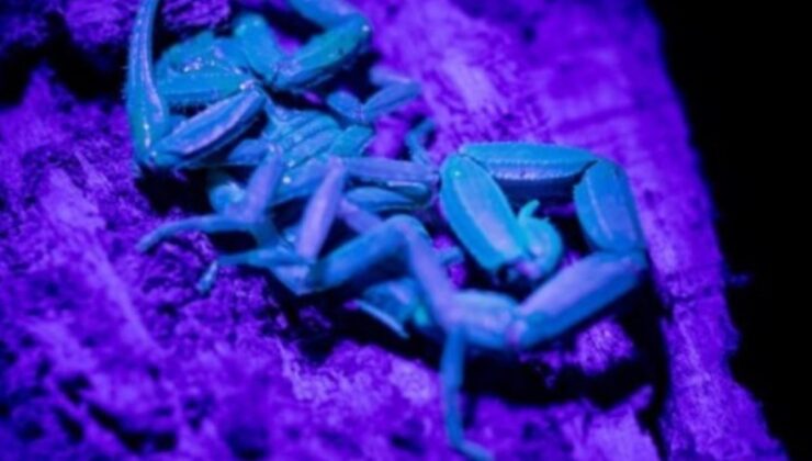 Ankara’da yetiştirdiği mavi akrebin zehrini sağıp tüketiyor