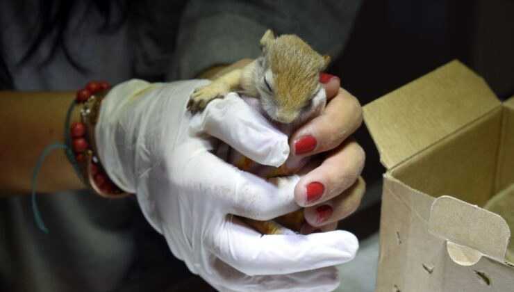 Antalya minik sincaba ‘annelik’ yapıyor