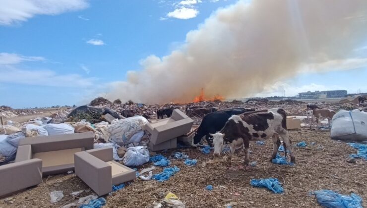 Antalya’da alevlere aldırmayan çoban ineklerini otlatmaya devam etti
