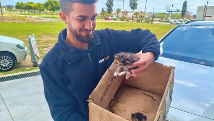 Antalya’da aracın motoruna giren yavru kedileri, kedi sesiyle çıkarmaya çalıştılar