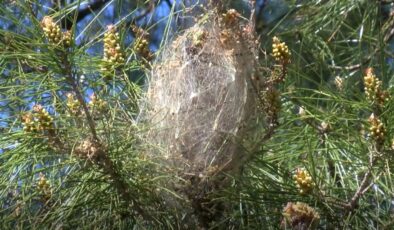 Antalya’da çam kese böcekleriyle biyolojik mücadele