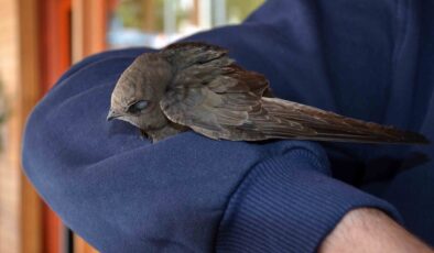 Antalya’da iş yerine giren ebabil, kolunu bırakmadı
