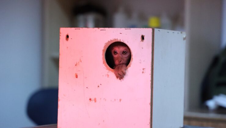 Antalya’da maymun ‘Fıstık’, yeni ailesine kabul edildi