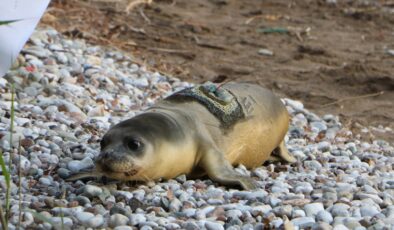 Antalya’da yavru fok denize döndükten 18 gün sonra ölü bulundu