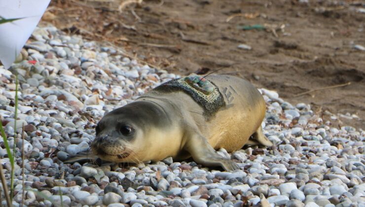 Antalya’da yavru fok denize döndükten 18 gün sonra ölü bulundu
