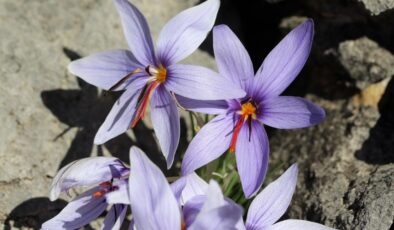 Antalya’nın Olimpos safranı biyokaçakçıların hedefinde