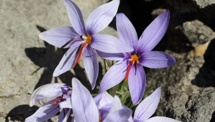 Antalya’nın Olimpos safranı biyokaçakçıların hedefinde