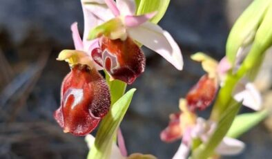 Antalya’ya özgü bitkiyi koparmanın cezası 500 bin lirayı aşıyor