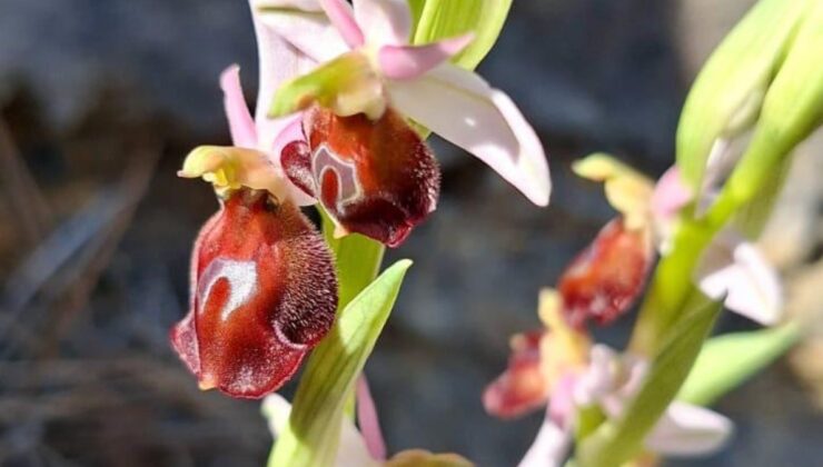 Antalya’ya özgü bitkiyi koparmanın cezası 500 bin lirayı aşıyor