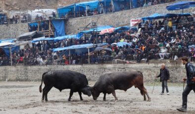 Artvin’de ilkbaharın habercisi boğa güreşleri başladı