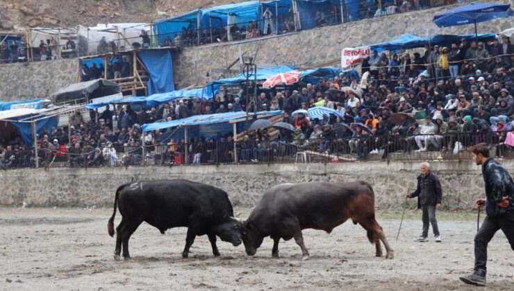 Artvin’de ilkbaharın habercisi boğa güreşleri başladı