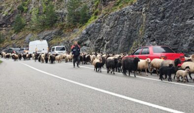 Artvin’de yaylaya giden koyun sürüsü karayolunu işgal etti
