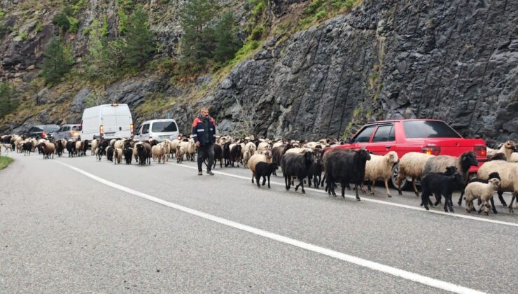 Artvin’de yaylaya giden koyun sürüsü karayolunu işgal etti