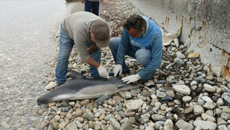 Aydın’da sahilde ölü yunus bulundu