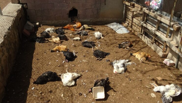 Batman’da kümese giren yırtıcı hayvan 80 tavuğu telef etti