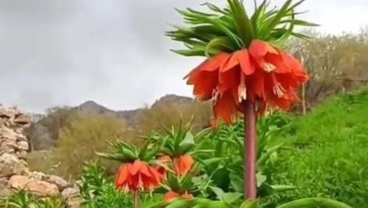 Batman’da ‘ters laleler’ doğayı renklendirdi