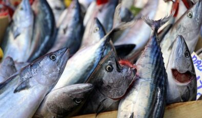 Bu sezon denizlerde 50 bin ton palamut yakalandı