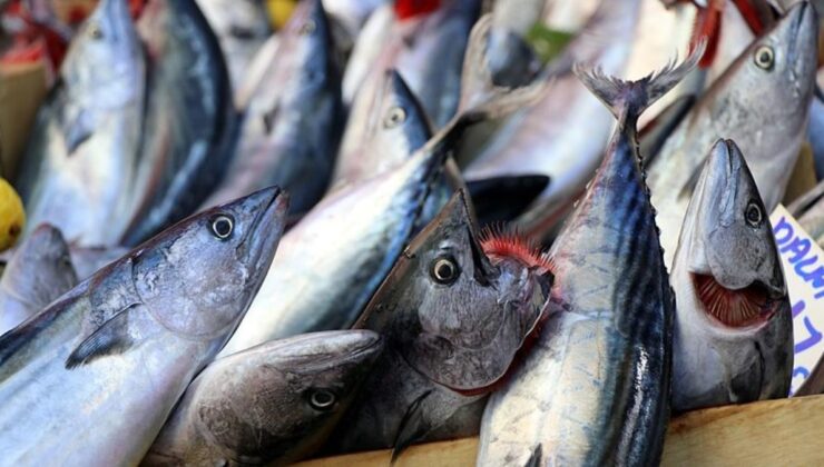 Bu sezon denizlerde 50 bin ton palamut yakalandı