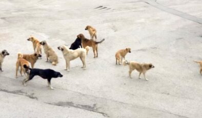 Burdur’da köpeklerin saldırısına uğrayan yaşlı kadın yaralandı