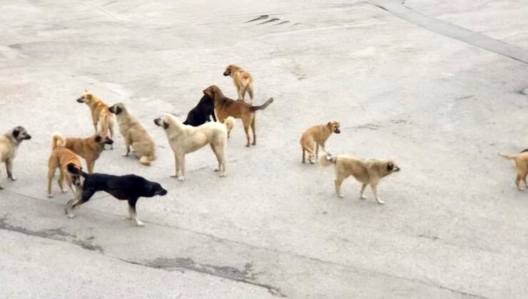 Burdur’da köpeklerin saldırısına uğrayan yaşlı kadın yaralandı