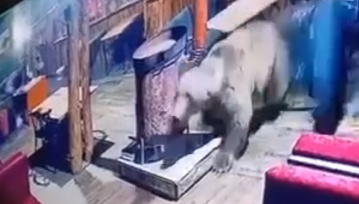 Bursa’da işletmeye giren ayı masaları devirip kaçtı