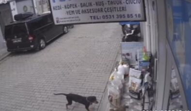 Bursa’da kediyi kıskanan köpek mama kabını çaldı
