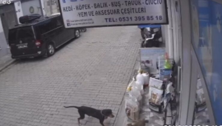 Bursa’da kediyi kıskanan köpek mama kabını çaldı