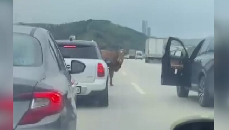 Bursa’da otobana çıkan boğa, sürücüleri zorladı