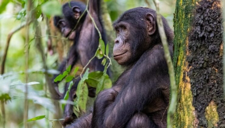 Cüce şempanzelerin cümle kurma yetenekleri keşfedildi