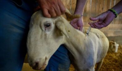 Datça’da küçük ve büyük hayvanlara karantina