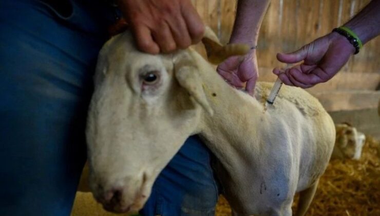 Datça’da küçük ve büyük hayvanlara karantina