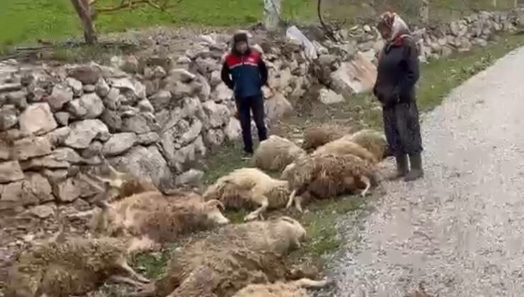 Denizli’de şehre inen aç kurtlar kurbanlık kuzulara saldırdı