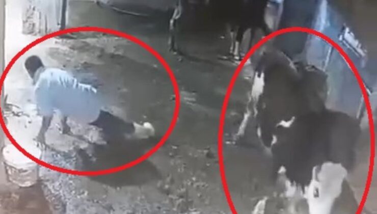 Diyarbakır’da inek sahibini tekmeledi