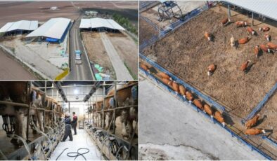 Diyarbakır’da kurduğu çiftlikte günlük 5 ton süt üretiyor