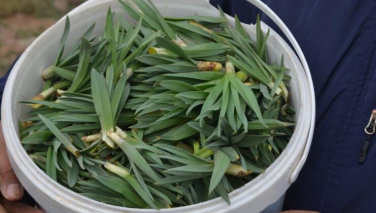 Doğu Anadolu’nun dağlarında çiriş otu bereketi