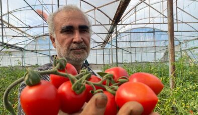 Domates üreticisinden sera-market fiyat farkına tepki: Aradaki farkı kim yiyor?