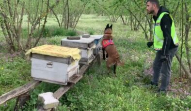 Düzce’de arı kovanlarından kaçak silah çıktı