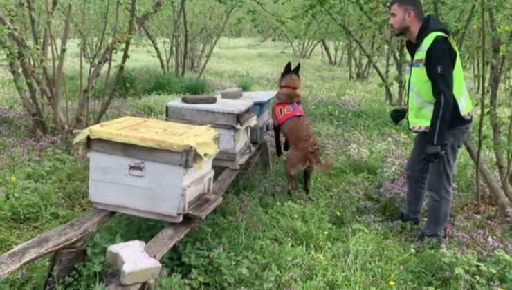 Düzce’de arı kovanlarından kaçak silah çıktı