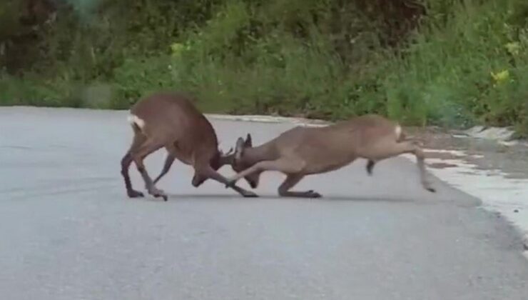 Düzce’de karacaların boynuzlu kavgası