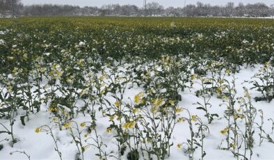 Edirne’de sarı altın çiçeği kanola tarlaları, beyaza büründü