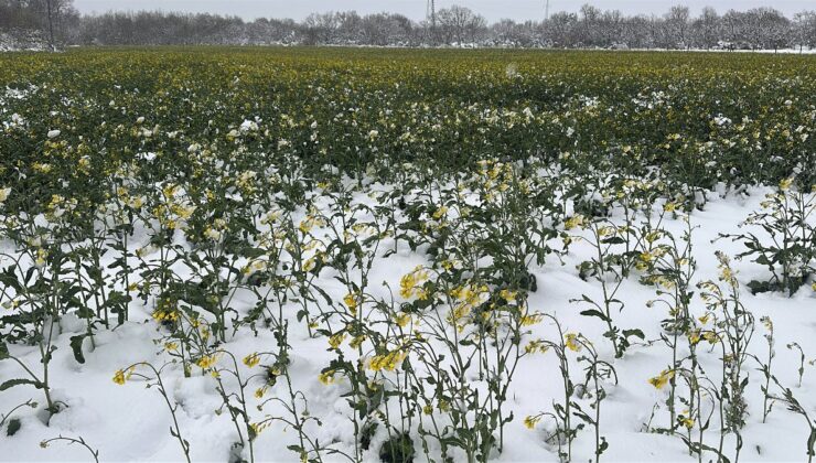 Edirne’de sarı altın çiçeği kanola tarlaları, beyaza büründü