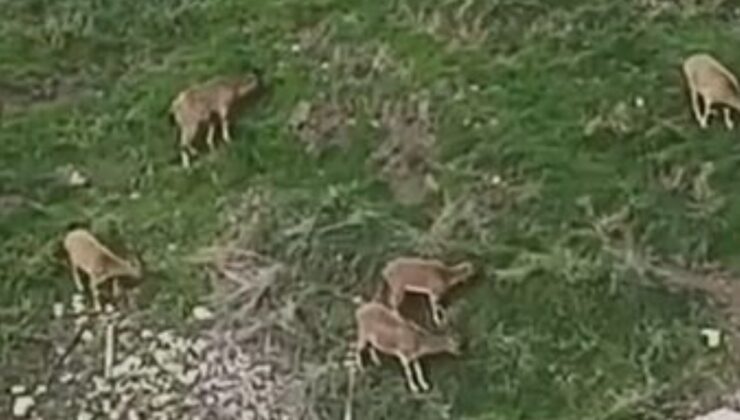Elazığ’da dağ keçileri şehire indi