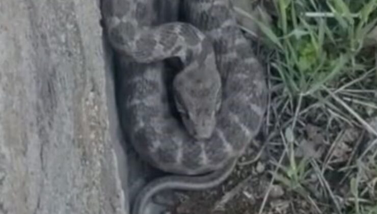 Elazığ’da zehirli engerek yılanı görüldü