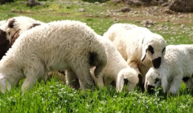 Erzincan’a bahar geldi, meralar yeşillendi