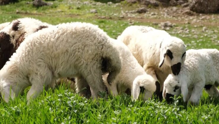 Erzincan’a bahar geldi, meralar yeşillendi