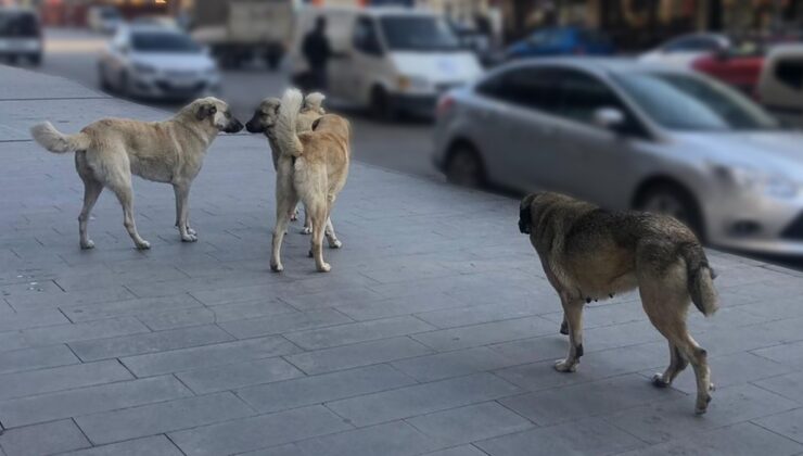 Erzincan’da halk başıboş köpeklerden şikayetçi