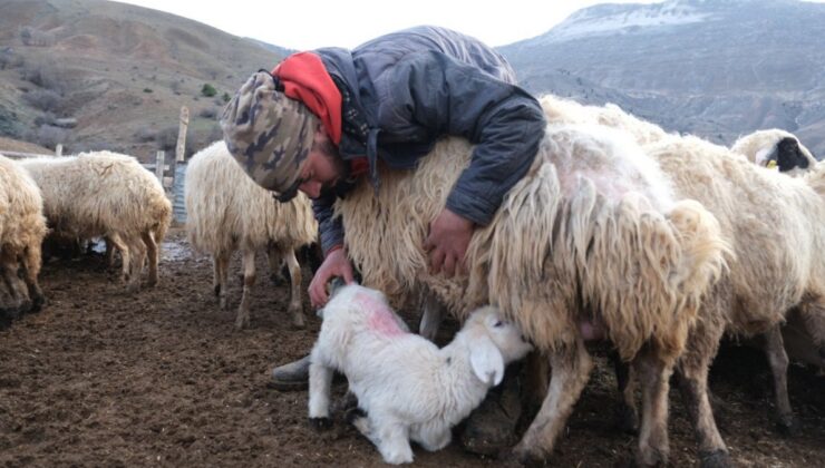 Erzincan’da koyun ve kuzuların coşkulu buluşması