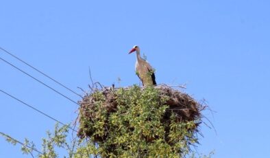 Erzincan’da leylek ailesinin yuvası dikkat çekiyor