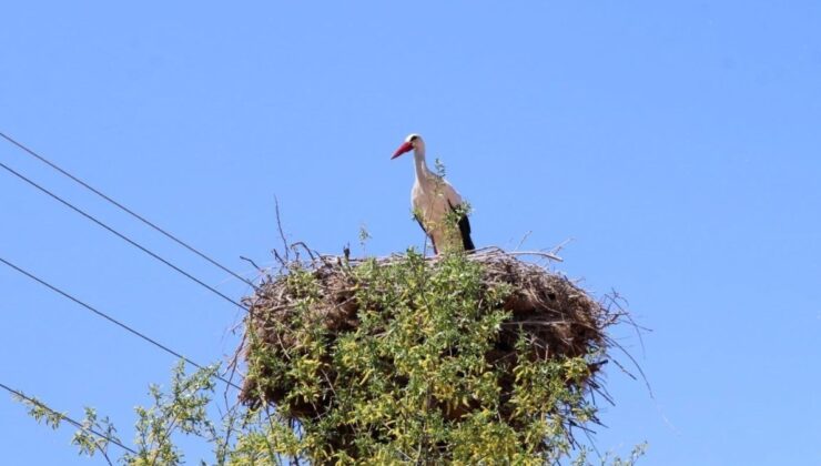 Erzincan’da leylek ailesinin yuvası dikkat çekiyor