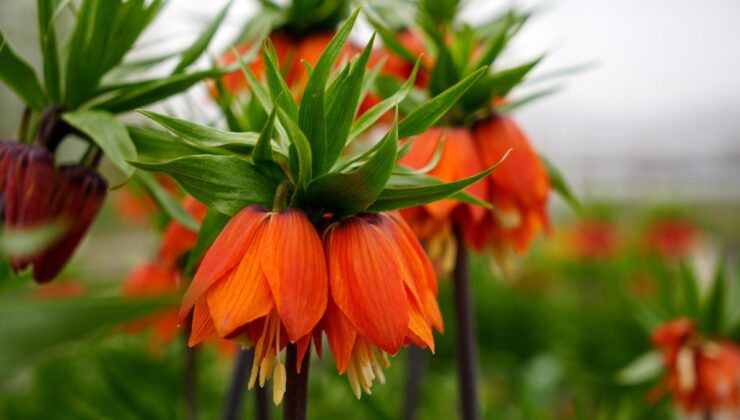Erzincan’da ters laleleri koparana ceza var